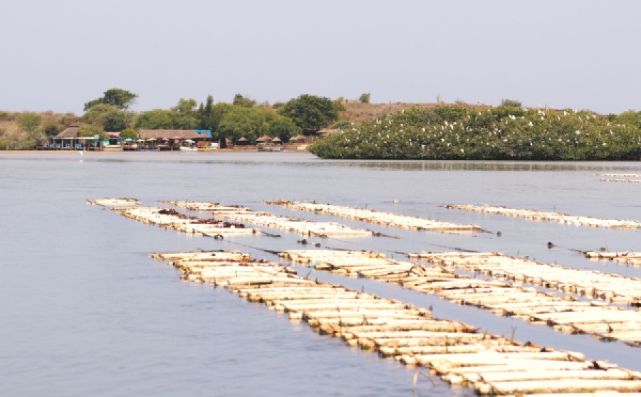 A.MAR blu - Tutela, valorizzazione e governance degli ecosistemi e della biodiversit&agrave; nelle Aree MARine Comunitarie Protette del Senegal