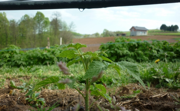 Agricoltura e sicurezza alimentare