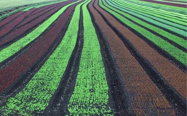 South Kosovo Agriculture Economic Development