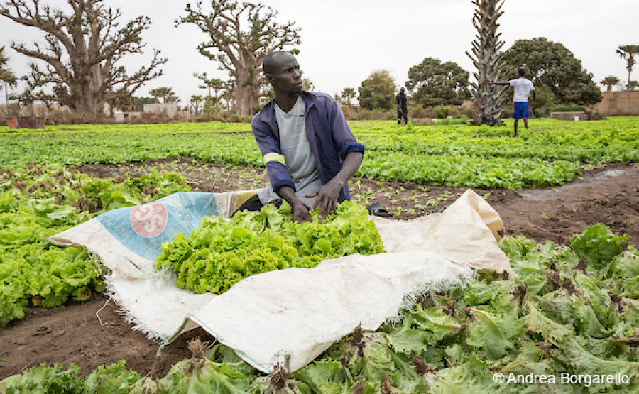 Imprenditoria in Senegal: una corsa ad ostacoli verso lo sviluppo sociale