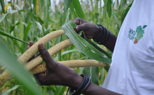 ALIMENTARE LO SVILUPPO. AGRICOLTURA PER LA SOVRANITA' ALIMENTARE NELLA REGIONE DI THIES - SENEGAL