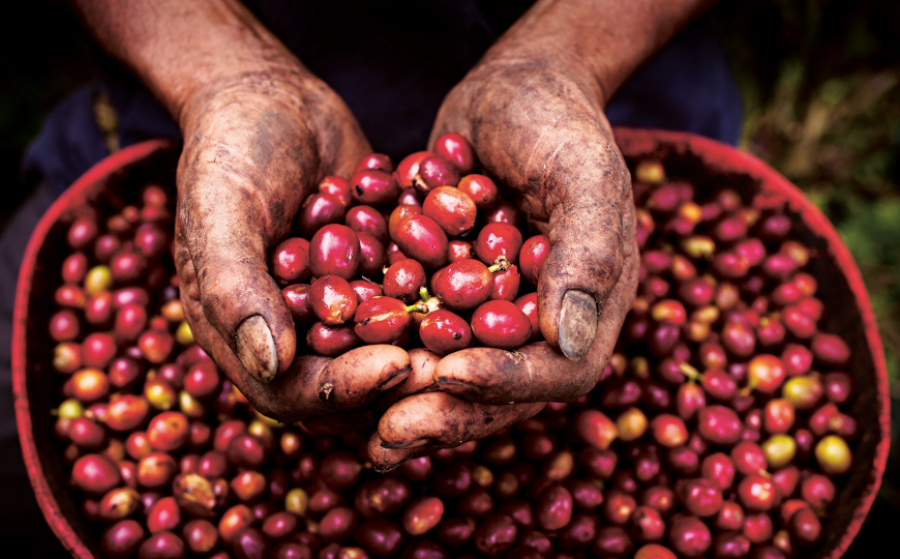 La ricchezza dagli scarti della produzione di caff&egrave;: una ricerca
