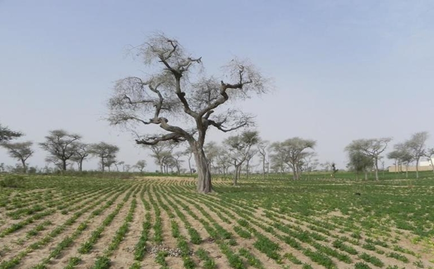 In avvio il progetto &ldquo;Alimentare lo sviluppo&rdquo; in Senegal