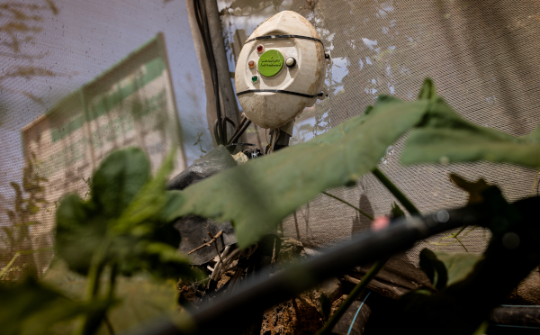 Smart Coffee Cultivation in Kenya