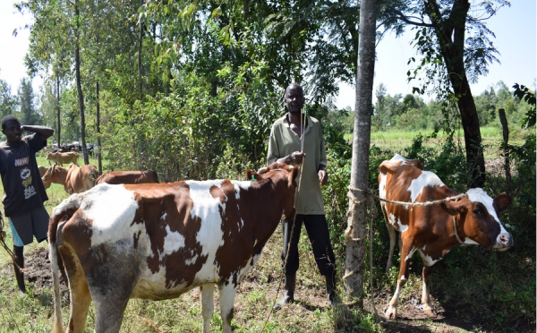 MAZIWA (latte) &ndash; Filiera lattiero-casearia nella Contea di Meru