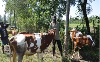MAZIWA (latte) &ndash; Filiera lattiero-casearia nella Contea di Meru